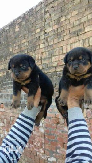 Two Black And Brown Fur Puppies