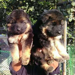 Two Black And Tan German Shepherd Puppies