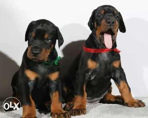 Two Black Doberman Pinscher Puppies