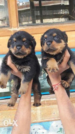 Two Brown And Black Rottweiler Puppies