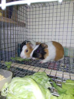 Two Guinea Pigs In The Cage