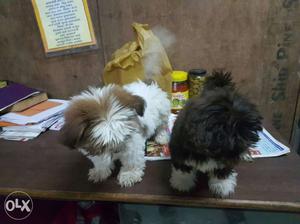 Two Shih Tzu Puppies