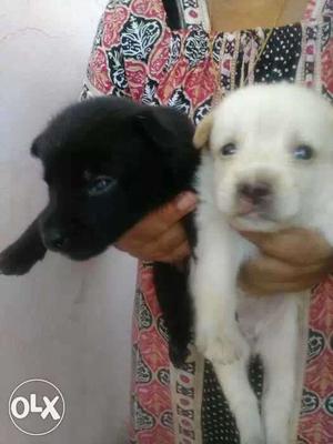 Two White And Black Indian Spitz Puppies