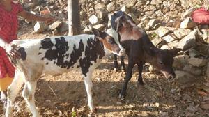 Two White And Black Short Coated Animals