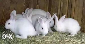 Two White Rabbits cute baby