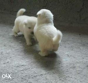 Two White Short Coated Puppies