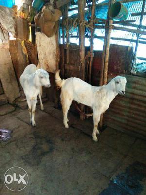 Two White indori Goats
