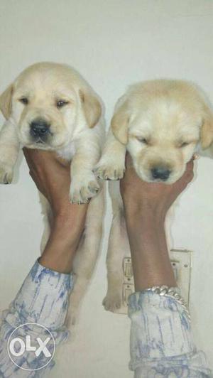 Two Yellow Labrador Retriever Puppy