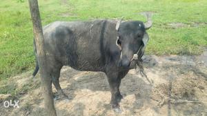 Two female buffalo's for sale. Picture of only