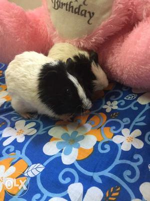 Want to sell 2 guinea pigs. Healthy and top breed.