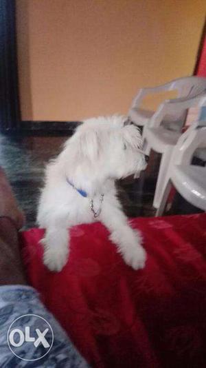 Want to sell my lhasa apso male of 9months