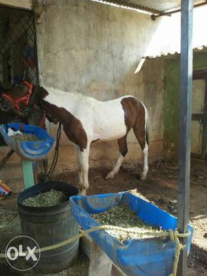 White And Brown Coated Horse
