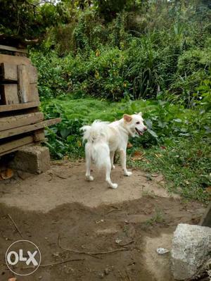 White Medium Coat Medium Size Dog