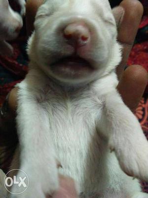 White Smooth Coated Newborn Puppy