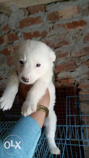 White Smooth Coated Puppy
