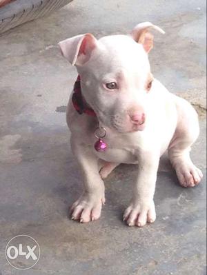 White american pittbull (female)with proper vaccination