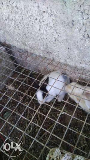 White,black and brown coloured rabbits.