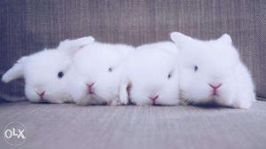 White rabbits on sale from babies