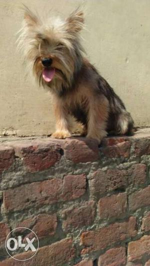 Yorkshire male pup available in ur city gurgaon
