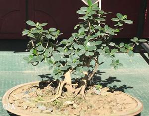 Bonsai Plant for home and Office