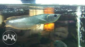 Sliver arawana fish.and tank for sell.price