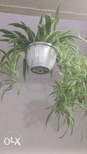 Attractive spider plant hanging basket