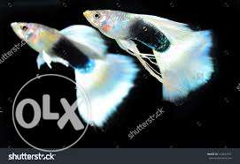 White texido guppy /-