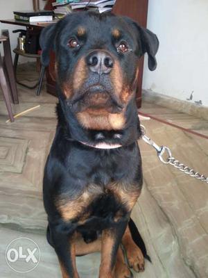 1.5 yr Rottweiler for sale Healthy and energetic