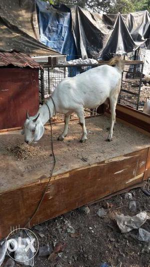 1 Ajmeri female goat gaban good in health if