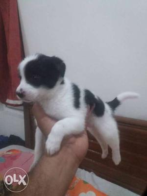 1 month old Black and White pomerian spitz
