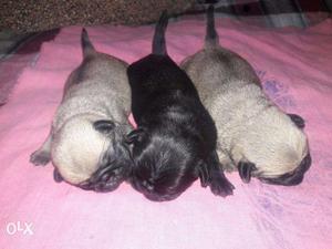 10 Days Old Pug Puppy Father From USA