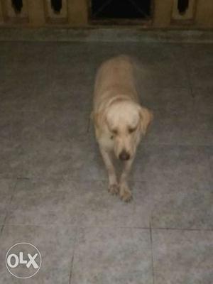 10 months female puppy - Labrador