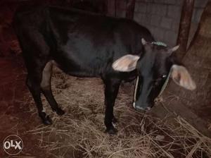 10 months old 3 calf's for sale and healthy