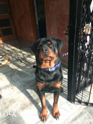 100% pure Rottweiler for mating.