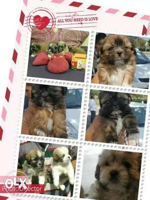 100 % pure and lovely cute little Lhasa Apso