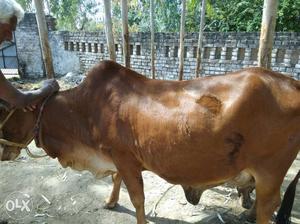 100% pure sahiwal cow 1st time delivery 12litres
