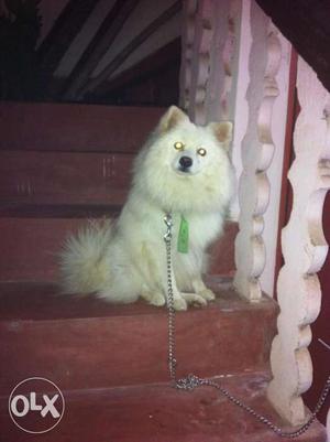 16 month old white male german spitz for sell