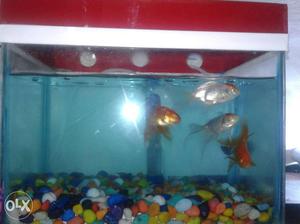 1foot aquarium with colourful pathar and filter