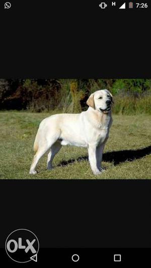 2.5 years male off-white lab for sale