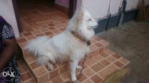 2.5 years old, pomeranian dog, male Place: Nooranadu,