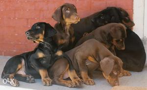 2.5month old DOBERMAN puppies forsale...best price sell sons