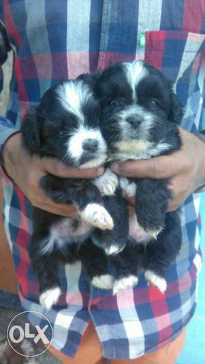 2 Black-and-white Long Coated Puppies