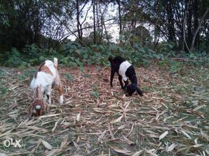 2 Brown And Black Goats totapuri For sale