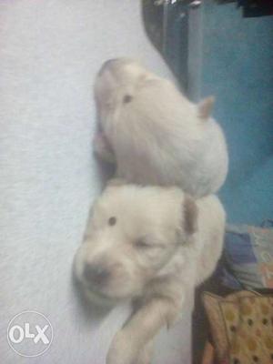 2 Tan Short Coated Puppies