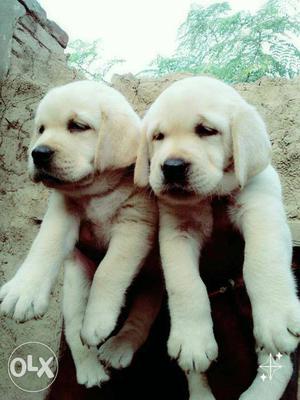 2 Yellow Labrador Retriever Puppies