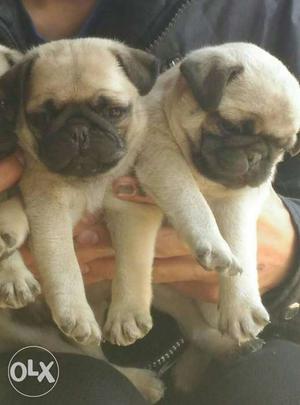 2 month 15 day old pug pair.with proper diagnosis