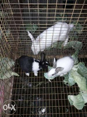 2 months old rabbit. Black with white and white with brown