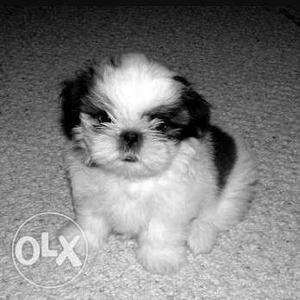 2 months shi tzu puppy