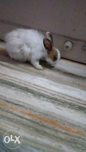 2 rabbits of Belgian breed to be sold seperately
