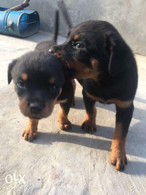 2 rottweiler pupies... 2 month old sale bilkul pure